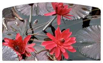 DACRO-026 Water Lily Red